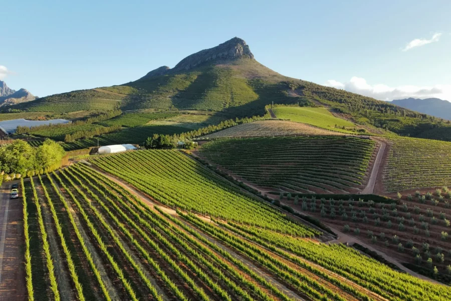 Les vignes de Stellenbosch, Afrique du Sud