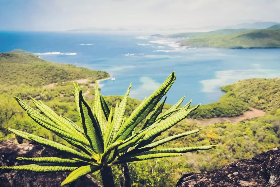 Presqu'île de la Caravelle, Trinité, Martinique