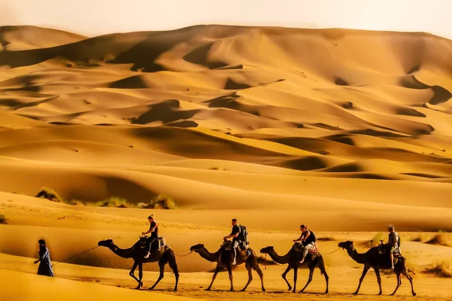 Balade à dos de dromadaire en Algérie