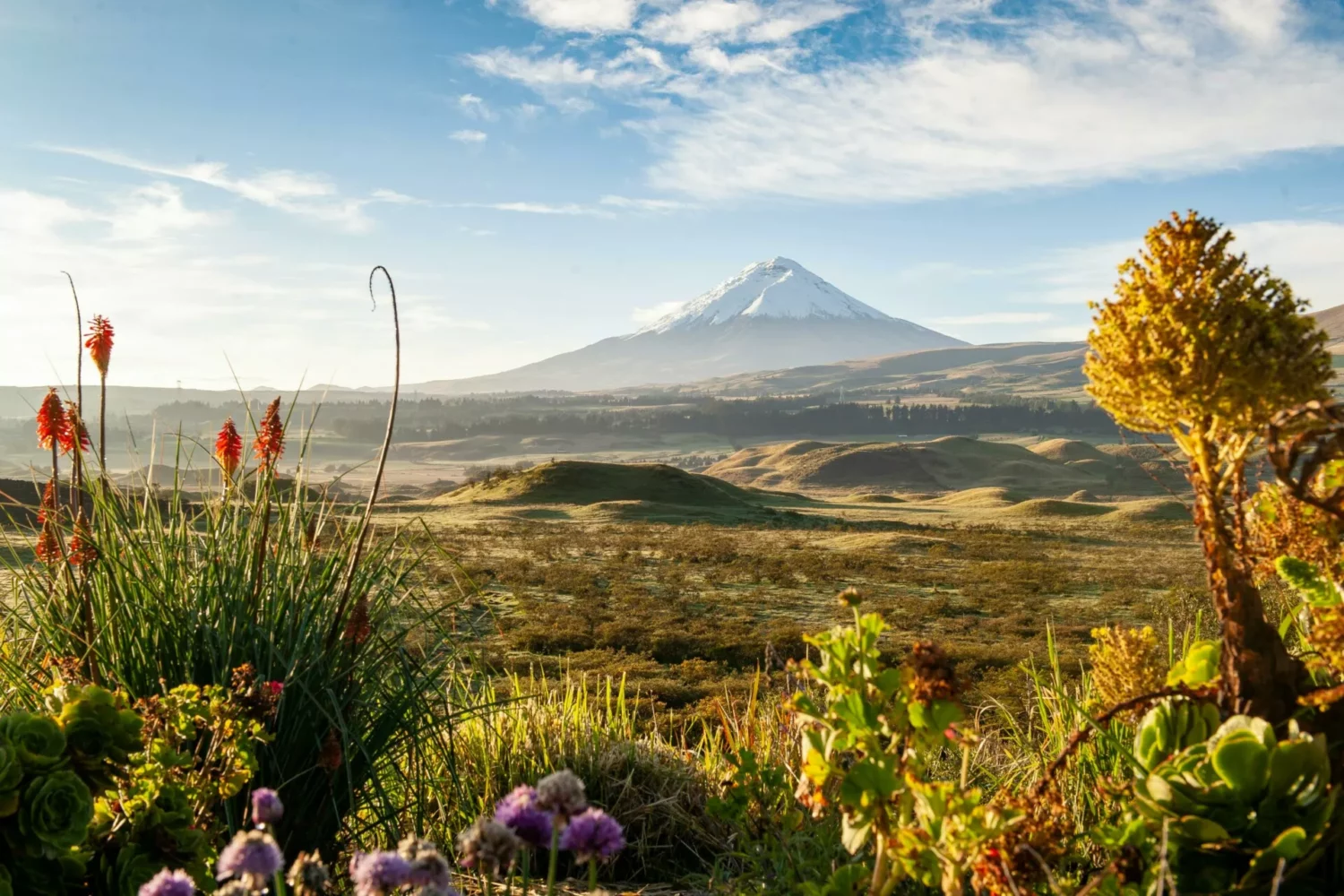 Le Cotopaxi, majestueux volcan d'Équateur, offre une aventure inoubliable au cœur de paysages spectaculaires, où les amateurs de nature et de sensations fortes peuvent conquérir son sommet enneigé et découvrir une beauté sauvage à couper le souffle.