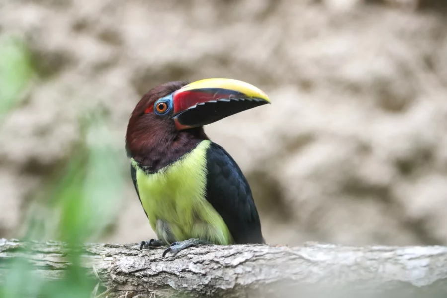 Araçari du ZooParc de Beauval