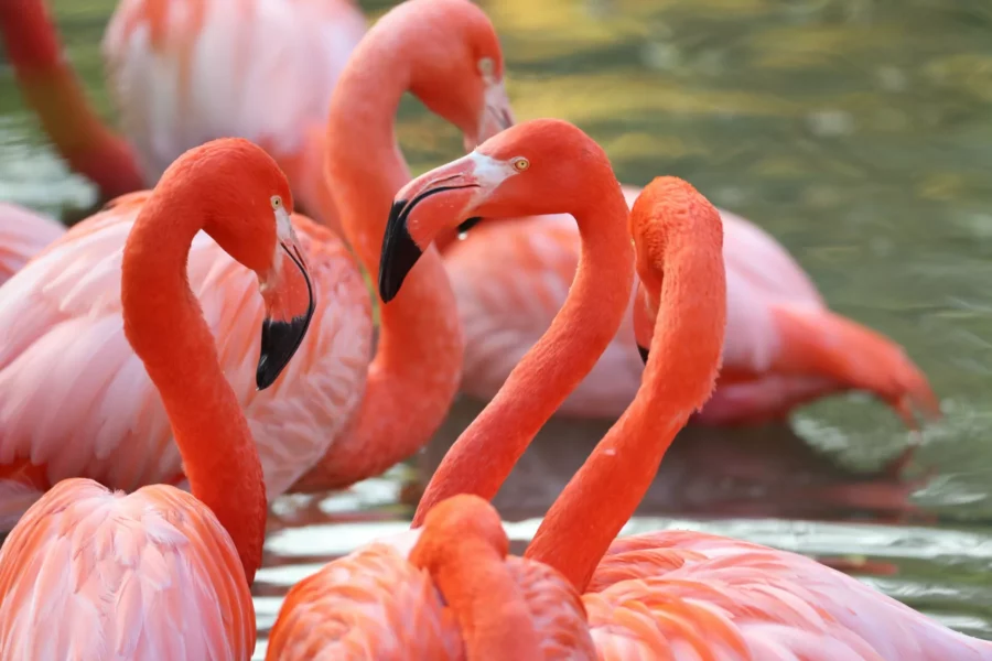 Flamants roses de Cuba à Beauval