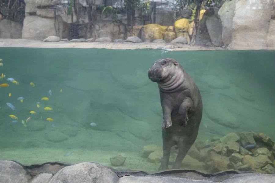 Hippopotame au Dôme Équatorial