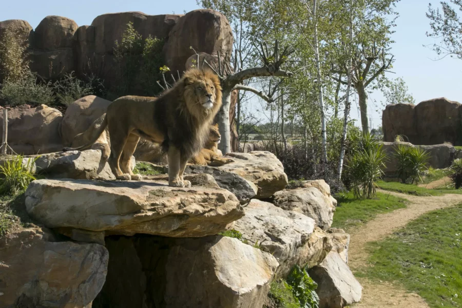 La Terre des Lions à Beauval