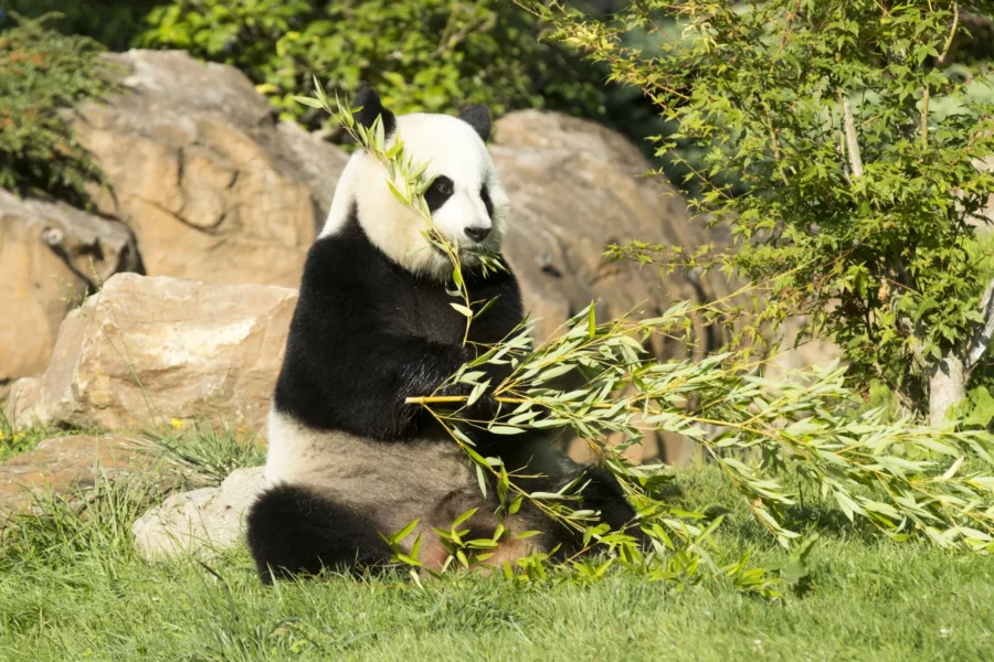 Panda géant à Beauval