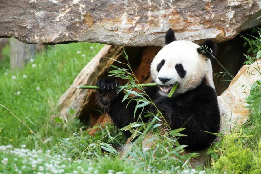 Panda géant dégustant des pousses de bambou