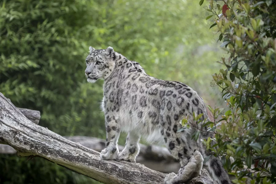 Panthère des Neiges à Beauval