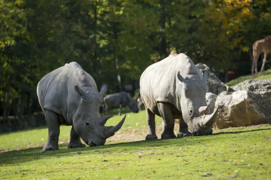 Rhinocéros blancs à Beauval