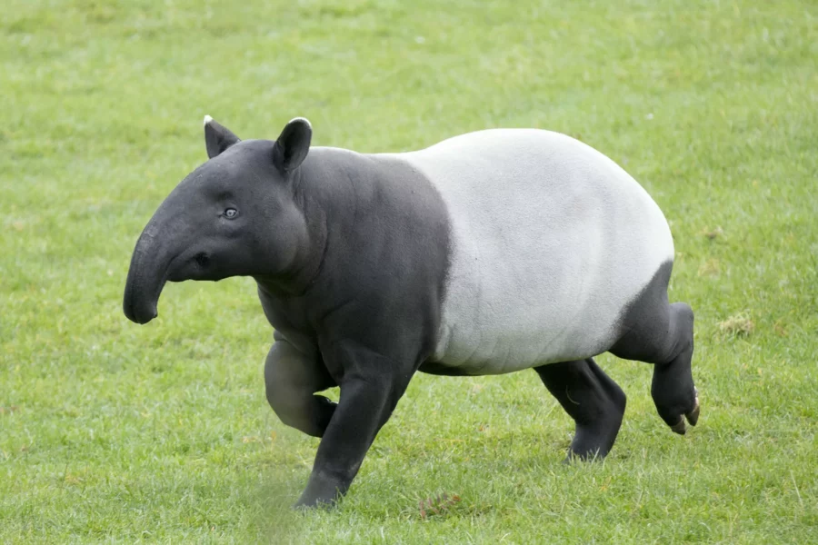 Tapir malais à Beauval