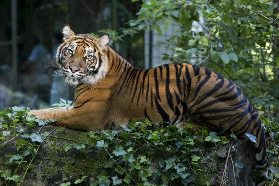 Tigre de Sumatra à Beauval